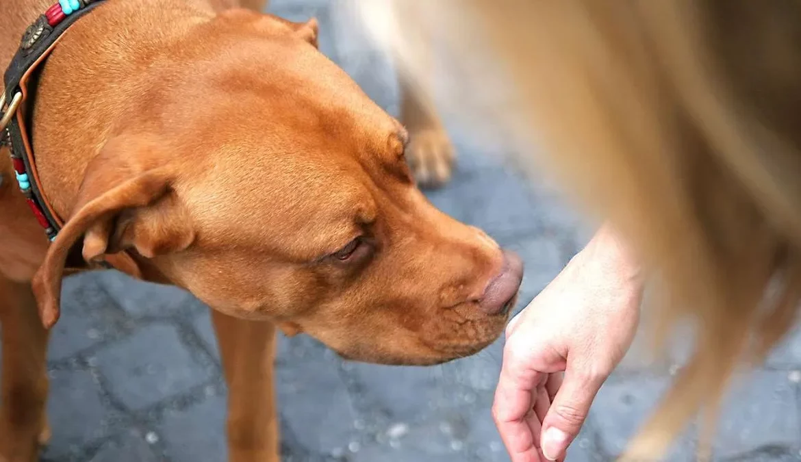 Other Things to Consider About Dog Bite Cases